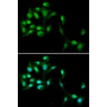Immunofluorescence - HEXIM1 Antibody from Signalway Antibody (33037) - Antibodies.com