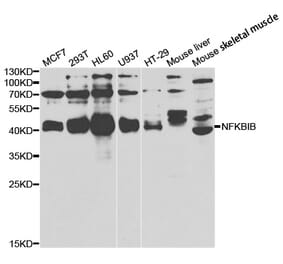 Western blot - NFKBIB Antibody from Signalway Antibody (33039) - Antibodies.com