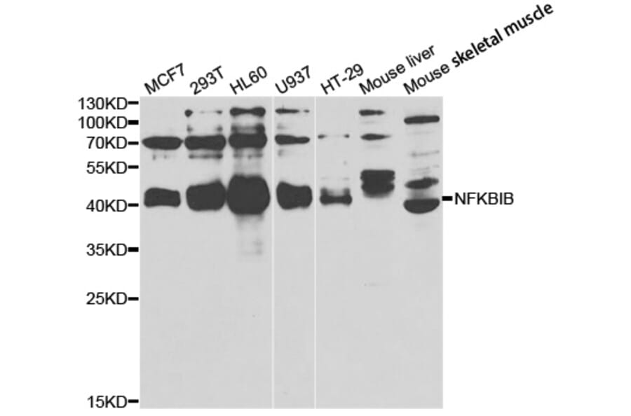 Western blot - NFKBIB Antibody from Signalway Antibody (33039) - Antibodies.com