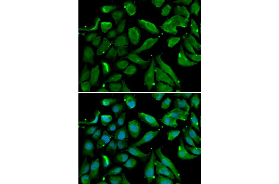 Immunofluorescence - NFKBIB Antibody from Signalway Antibody (33039) - Antibodies.com