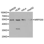 Western blot - MRPS30 Antibody from Signalway Antibody (33080) - Antibodies.com