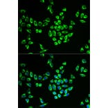 Immunofluorescence - MRPL28 Antibody from Signalway Antibody (33103) - Antibodies.com