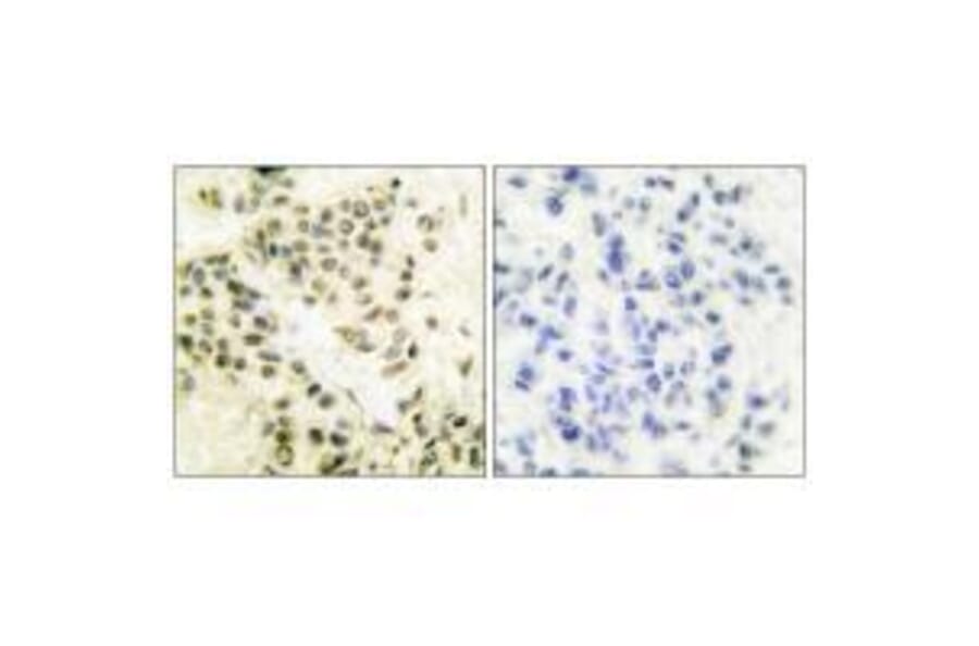 Immunohistochemistry - DNA-PK Antibody from Signalway Antibody (33358) - Antibodies.com