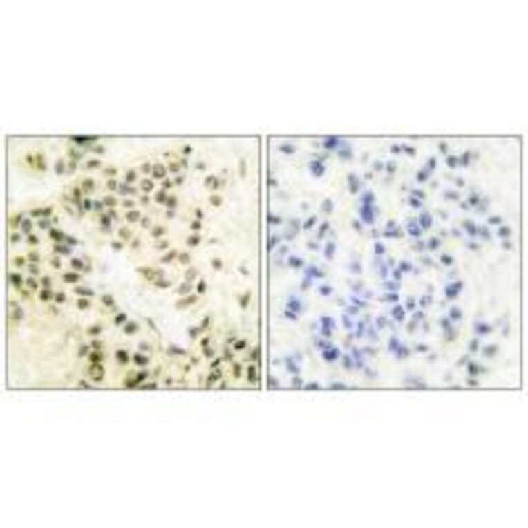 Immunohistochemistry - DNA-PK Antibody from Signalway Antibody (33358) - Antibodies.com