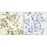 Immunohistochemistry - DNA-PK Antibody from Signalway Antibody (33358) - Antibodies.com