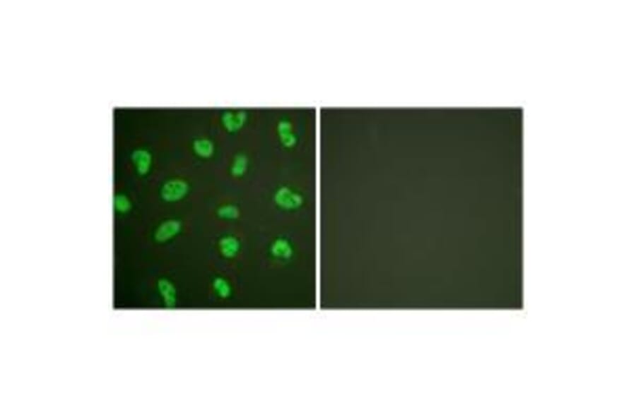 Immunofluorescence - DNA-PK Antibody from Signalway Antibody (33358) - Antibodies.com