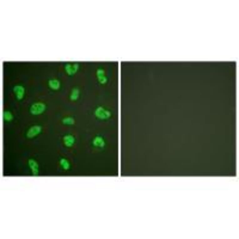 Immunofluorescence - DNA-PK Antibody from Signalway Antibody (33358) - Antibodies.com