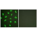 Immunofluorescence - DNA-PK Antibody from Signalway Antibody (33358) - Antibodies.com