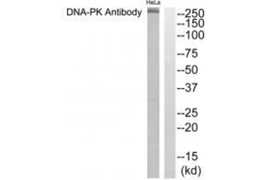 Western blot - DNA-PK Antibody from Signalway Antibody (33358) - Antibodies.com