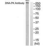 Western blot - DNA-PK Antibody from Signalway Antibody (33358) - Antibodies.com