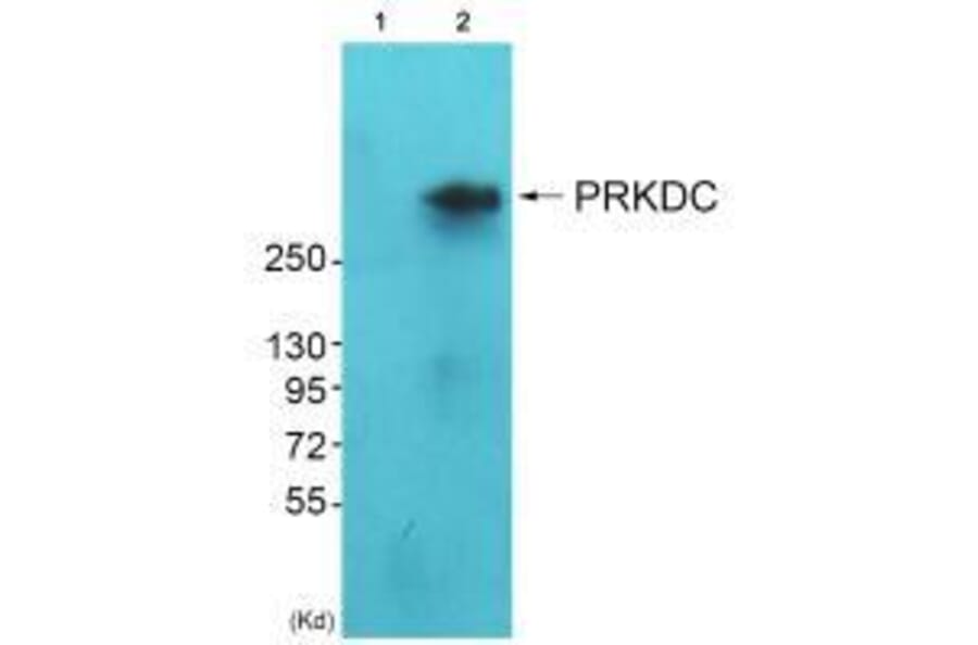 Western blot - DNA-PK Antibody from Signalway Antibody (33358) - Antibodies.com