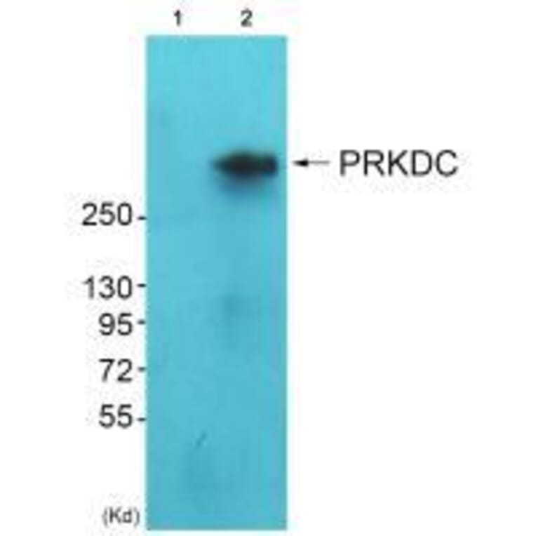 Western blot - DNA-PK Antibody from Signalway Antibody (33358) - Antibodies.com
