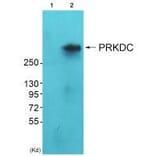 Western blot - DNA-PK Antibody from Signalway Antibody (33358) - Antibodies.com