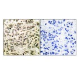 Immunohistochemistry - HDAC3 Antibody from Signalway Antibody (33400) - Antibodies.com