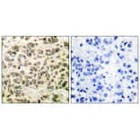 Immunohistochemistry - HDAC3 Antibody from Signalway Antibody (33400) - Antibodies.com