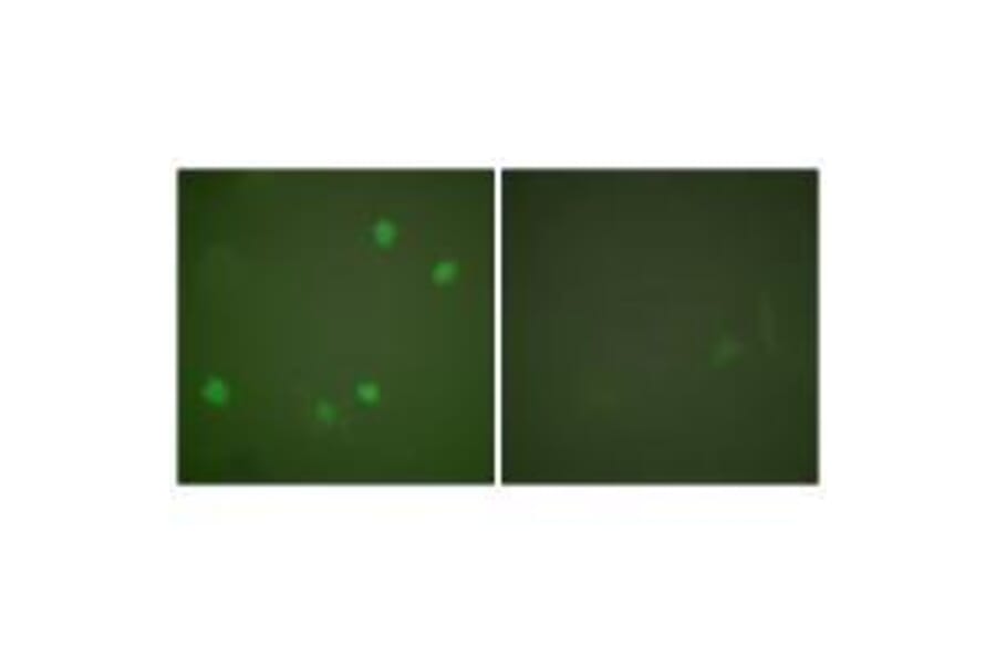 Immunofluorescence - HDAC3 Antibody from Signalway Antibody (33400) - Antibodies.com