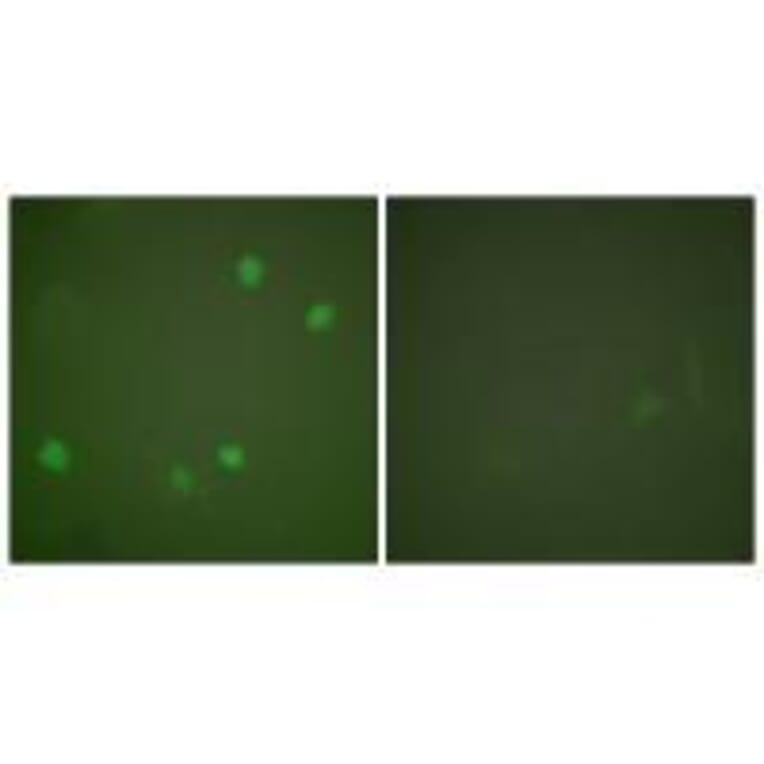 Immunofluorescence - HDAC3 Antibody from Signalway Antibody (33400) - Antibodies.com