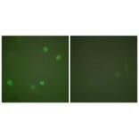 Immunofluorescence - HDAC3 Antibody from Signalway Antibody (33400) - Antibodies.com