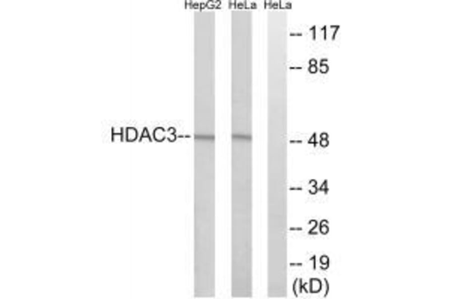Western blot - HDAC3 Antibody from Signalway Antibody (33400) - Antibodies.com