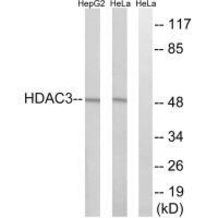 Western blot - HDAC3 Antibody from Signalway Antibody (33400) - Antibodies.com