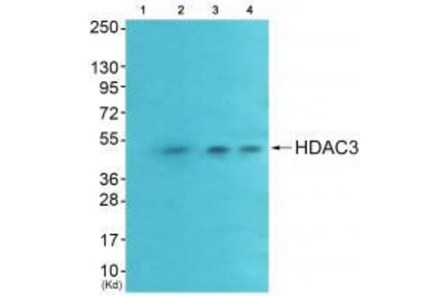 Western blot - HDAC3 Antibody from Signalway Antibody (33400) - Antibodies.com