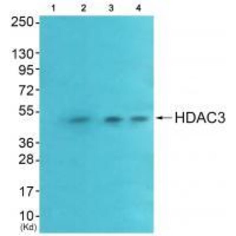 Western blot - HDAC3 Antibody from Signalway Antibody (33400) - Antibodies.com