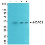 Western blot - HDAC3 Antibody from Signalway Antibody (33400) - Antibodies.com