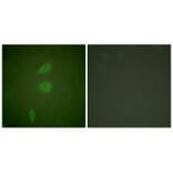 Immunofluorescence - HDAC5 Antibody from Signalway Antibody (33401) - Antibodies.com