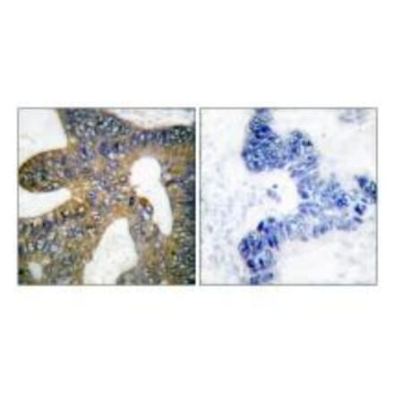 Immunohistochemistry - HSP105 Antibody from Signalway Antibody (33406) - Antibodies.com