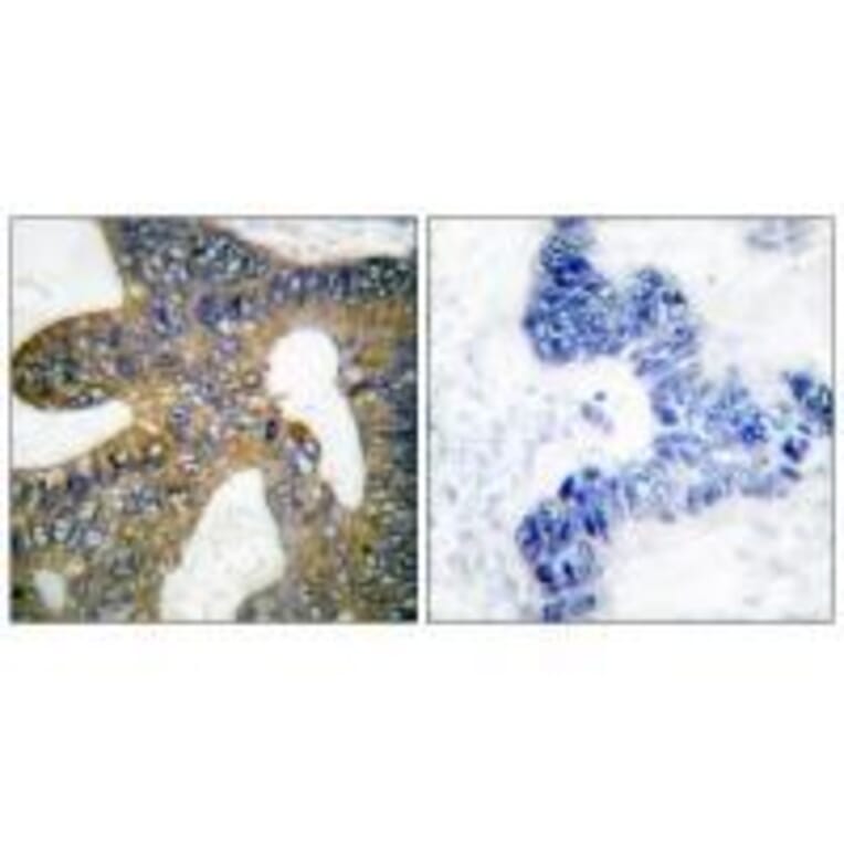 Immunohistochemistry - HSP105 Antibody from Signalway Antibody (33406) - Antibodies.com