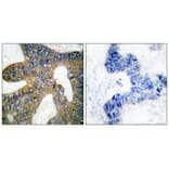 Immunohistochemistry - HSP105 Antibody from Signalway Antibody (33406) - Antibodies.com