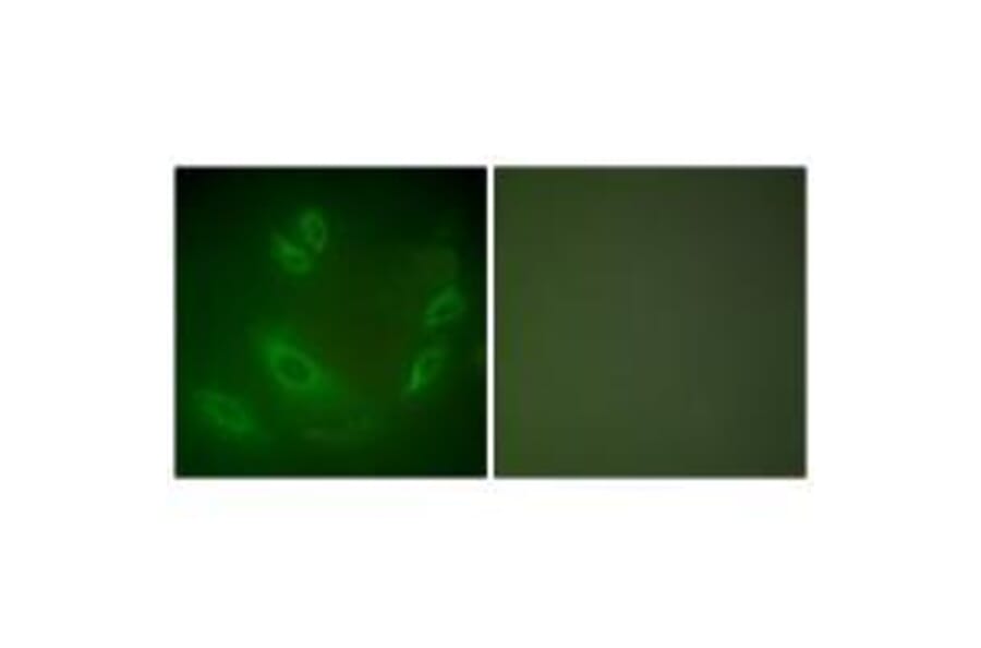 Immunofluorescence - HSP105 Antibody from Signalway Antibody (33406) - Antibodies.com