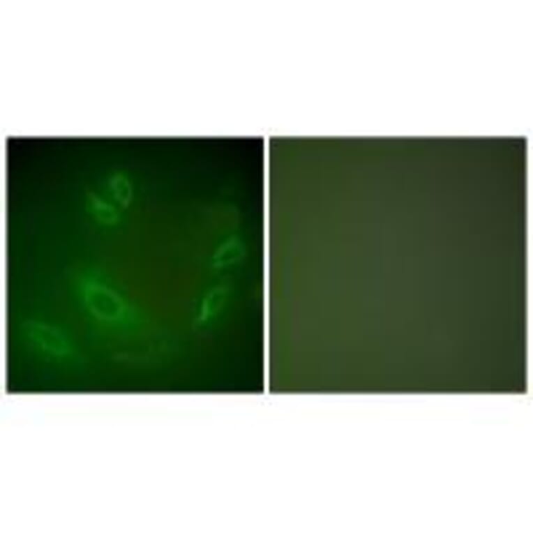 Immunofluorescence - HSP105 Antibody from Signalway Antibody (33406) - Antibodies.com
