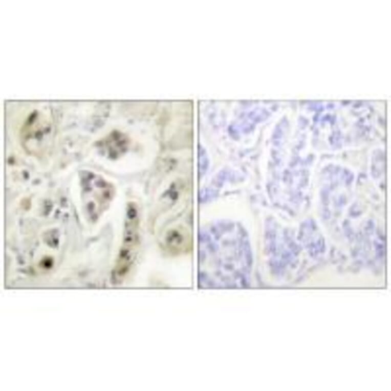 Immunohistochemistry - HSP60 Antibody from Signalway Antibody (33408) - Antibodies.com
