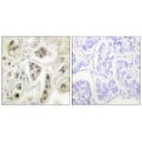 Immunohistochemistry - HSP60 Antibody from Signalway Antibody (33408) - Antibodies.com