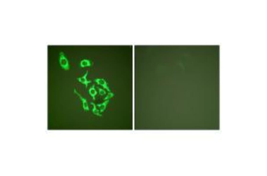 Immunofluorescence - HSP60 Antibody from Signalway Antibody (33408) - Antibodies.com