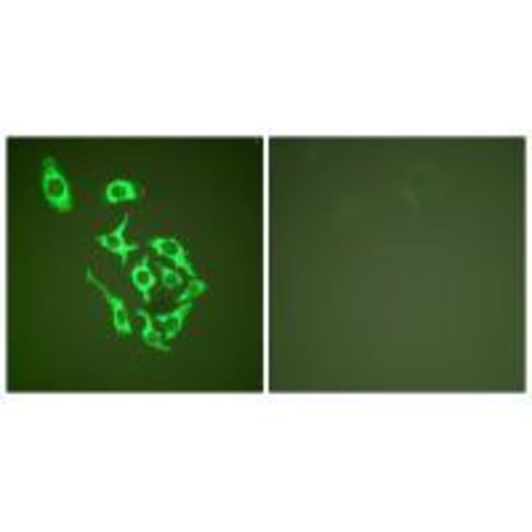 Immunofluorescence - HSP60 Antibody from Signalway Antibody (33408) - Antibodies.com