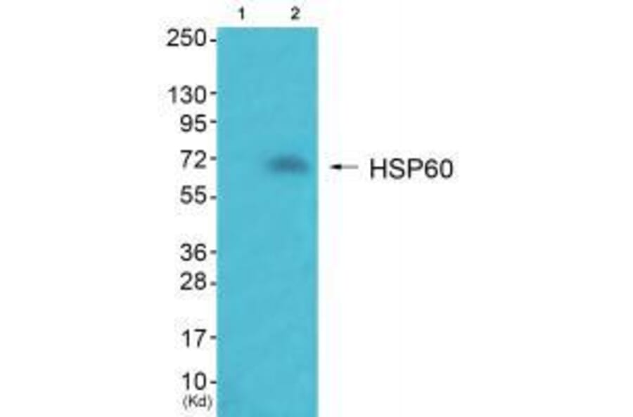 Western blot - HSP60 Antibody from Signalway Antibody (33408) - Antibodies.com