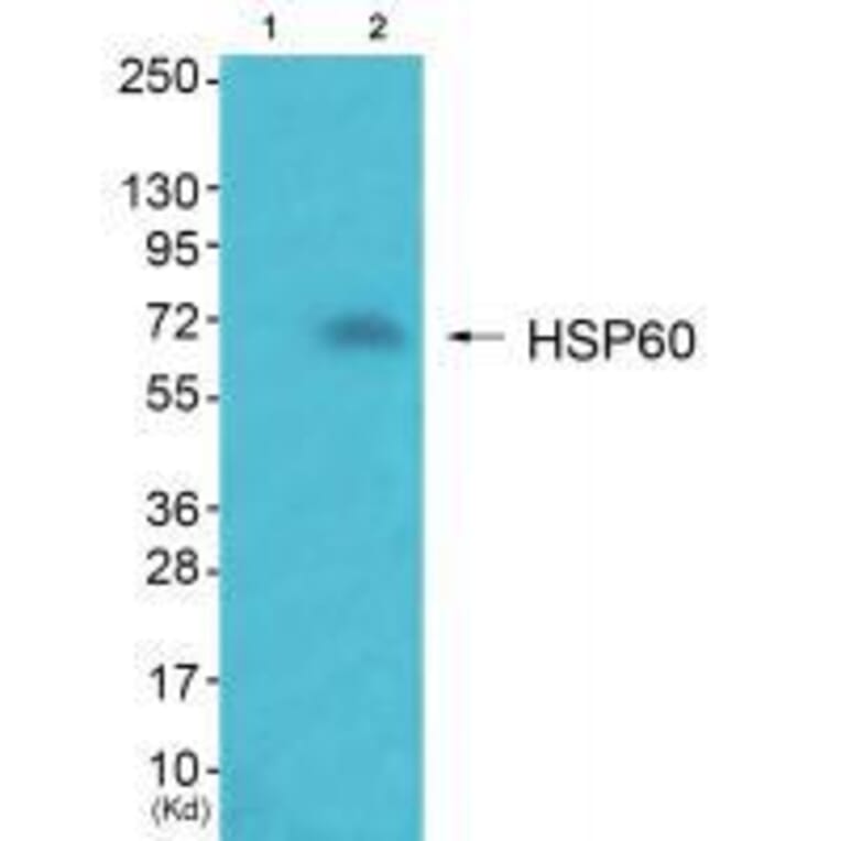Western blot - HSP60 Antibody from Signalway Antibody (33408) - Antibodies.com