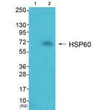 Western blot - HSP60 Antibody from Signalway Antibody (33408) - Antibodies.com