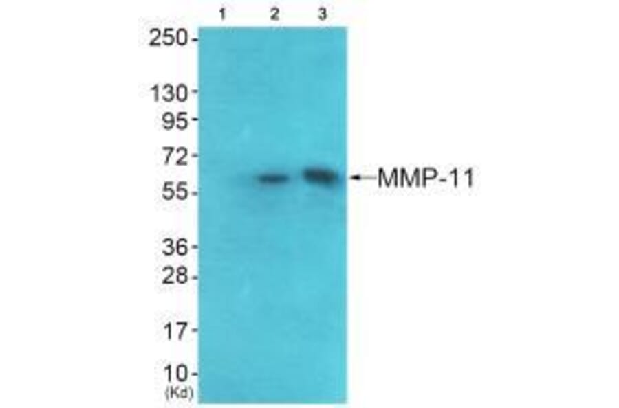 Western blot - MMP-11 Antibody from Signalway Antibody (33436) - Antibodies.com