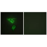 Immunofluorescence - PDLIM1 Antibody from Signalway Antibody (33554) - Antibodies.com