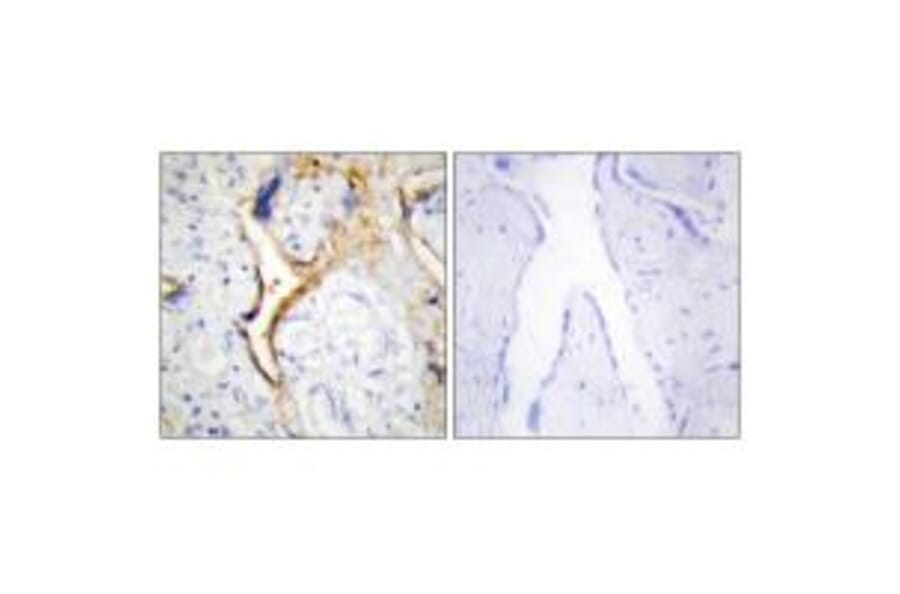 Immunohistochemistry - CKI-ε Antibody from Signalway Antibody (33782) - Antibodies.com