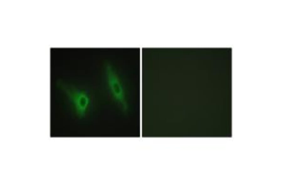 Immunofluorescence - CKI-ε Antibody from Signalway Antibody (33782) - Antibodies.com
