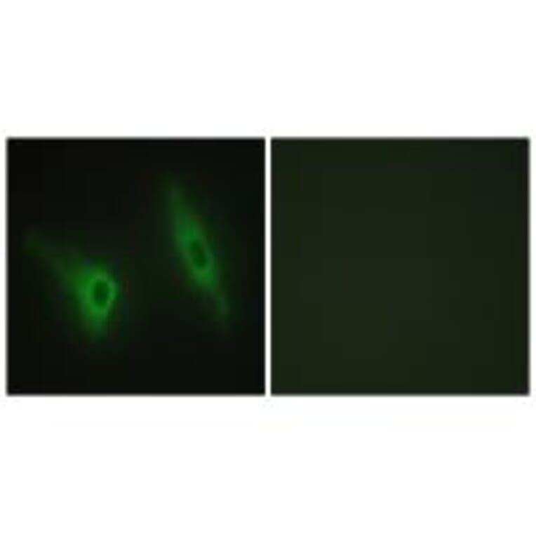 Immunofluorescence - CKI-ε Antibody from Signalway Antibody (33782) - Antibodies.com