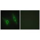 Immunofluorescence - CKI-ε Antibody from Signalway Antibody (33782) - Antibodies.com