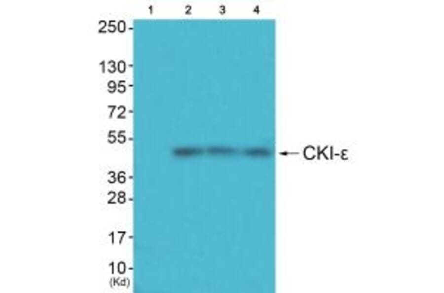 Western blot - CKI-ε Antibody from Signalway Antibody (33782) - Antibodies.com