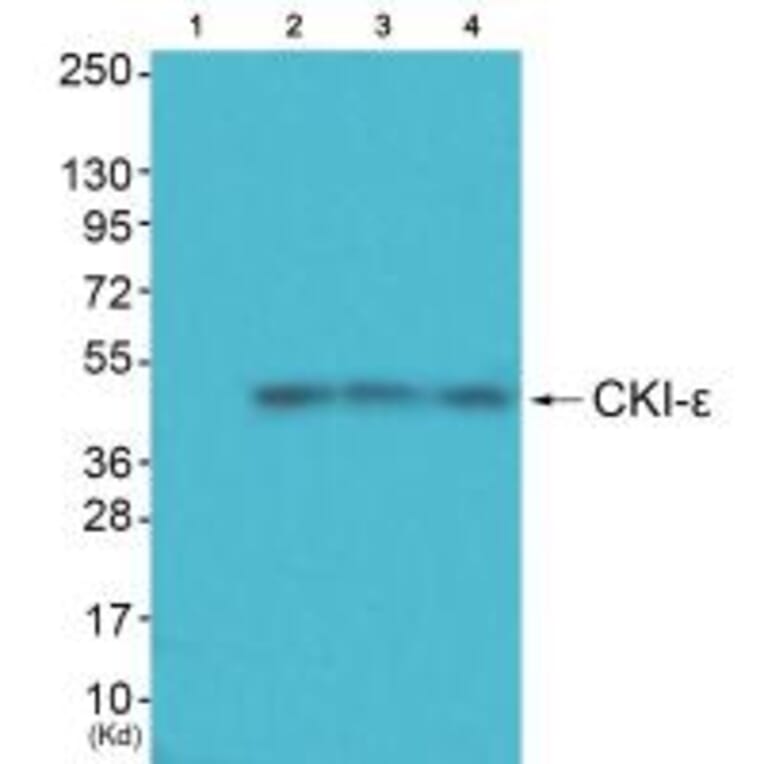 Western blot - CKI-ε Antibody from Signalway Antibody (33782) - Antibodies.com