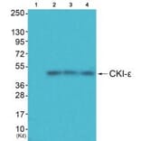 Western blot - CKI-ε Antibody from Signalway Antibody (33782) - Antibodies.com