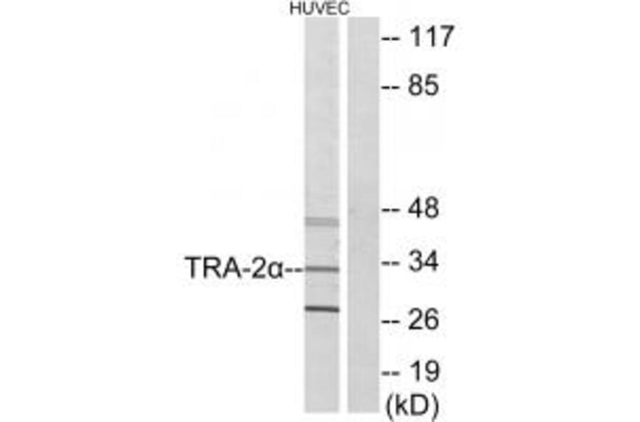 Western blot - TRA-2α Antibody from Signalway Antibody (33872) - Antibodies.com